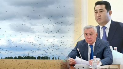 Вице-премьер и глава Минсельхоза выехали в регионы Казахстана из-за нашествия саранчи