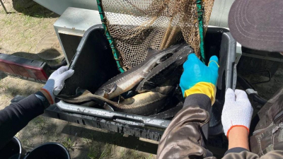 Более 3-х тонн редкой рыбы выпустили в реку в Павлодаре