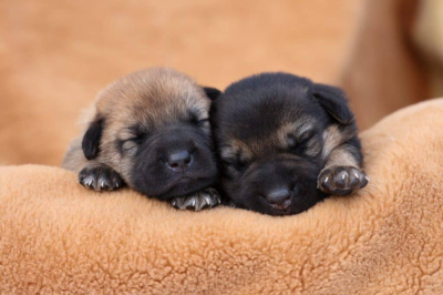 Дети швыряли щенят на землю под смех матери из Уральска