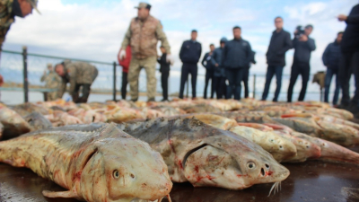 Борьба за рыбные ресурсы Казахстана
